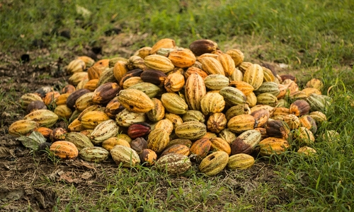 The Magic of Cacao